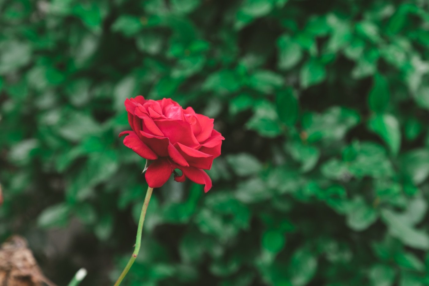 Close-up of a red rose in the garden